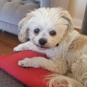 Meet your Posher, Silvana